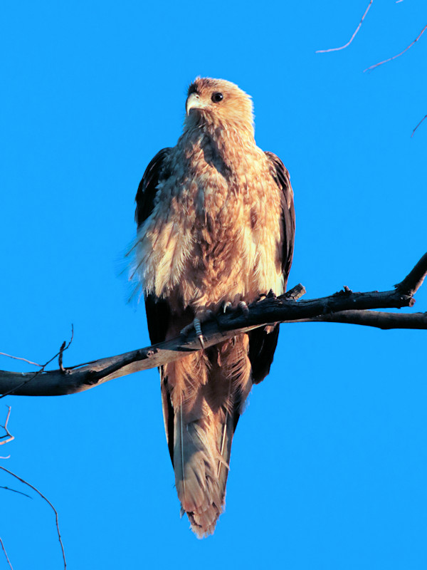 Whistling Kite (Haliastur sphenurus)